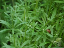 Người dọn dẹp