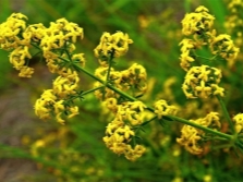 Bedstraw true với hoa màu vàng