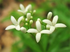 Noordelijke walstro met witte bloemen