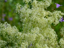 Bedstraw mềm mại