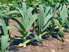 Rocambole in de tuin