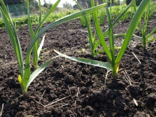 Jonge rocambole in de tuin in het voorjaar