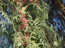 Branches de poivrier