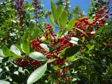 Roze peper aan de boom