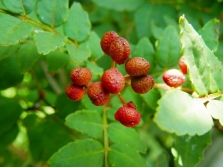 Bladeren en vruchten - Peperboom