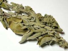 Salvia officinalis trong phụ khoa