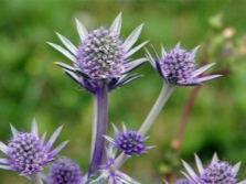 eryngium Bourget