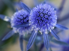 eryngium płaskolistny