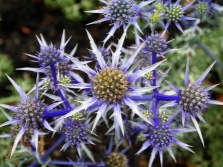 eryngium hoặc eringium