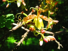 Tamarind berbunga