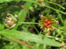 bijtend fruit