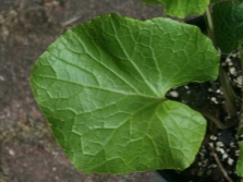 Wasabi plant bladeren