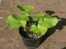 Potis kasvatatud wasabi