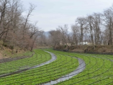 Wasabi op grote plantages