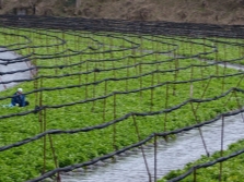 Op de boerderij geteelde Wasabi