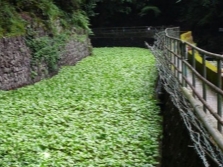 wasabi plantage