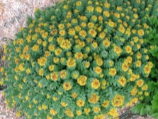 Rhodiola rosea in bloembedden