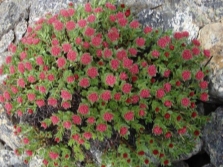 Mooie struiken van Rhodiola rosea