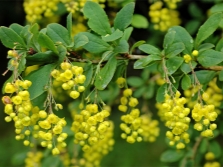 berberis bloemen