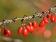 berberis bessen