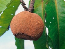 paranoot fruit