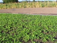 Mosterdachtige groenbemester