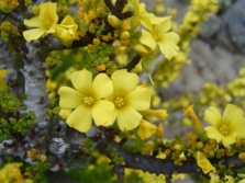 Oxalis gigantisch