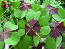 Oxalis vierbladig