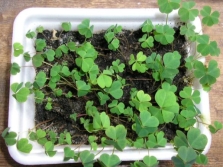 jonge oxalis