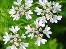 fleurs de coriandre