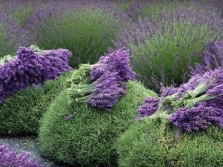 Lavendel drogen op boerderijen