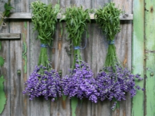 Lavendel thuis drogen