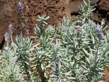 Lavendel Emeric