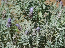 gekartelde lavendel