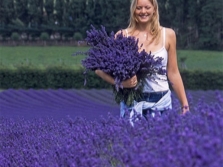 Collectie van lavendel