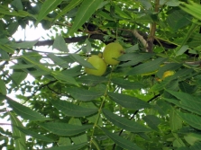 De bladeren van de zwarte walnotenboom zijn geveerd