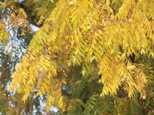 Bladeren van zwarte walnotenboom in de herfst