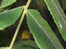 Bladeren van een zwarte walnootboom close-up