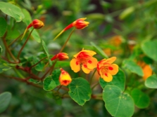 Nasturtium väike