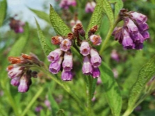 Bladeren, stengels en bloemen van smeerwortel