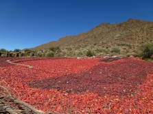 Paprika puuviljade kuivatamine