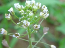 Herderstasje bloemen