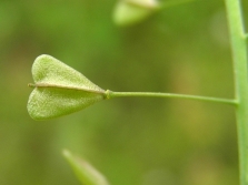 Herderstasje fruit