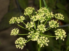 peterselie bloemen