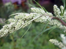 Inflorescences d'absinthe