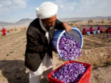 Verzameling van saffraan