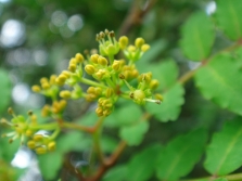 Sichuan peperboom bloemen