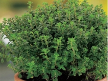 pelbagai thyme pelangi