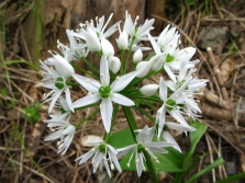 wilde knoflook bloemen