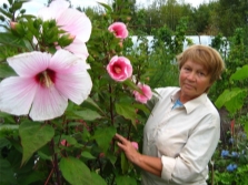 kruidachtige hibiscus